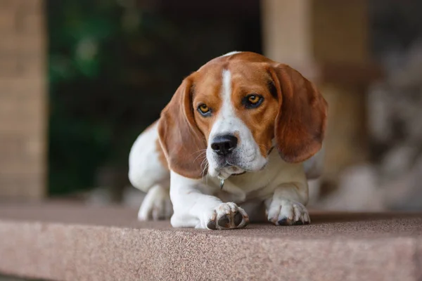 Ein Beagle Liegt Auf Dem Boden Hof — Stockfoto