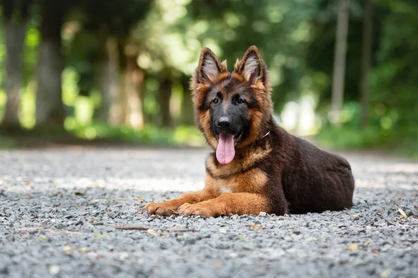 German Shepherd Puppy Lies Ground Park — Φωτογραφία Αρχείου
