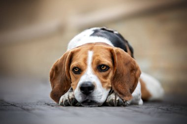 Beagle köpek portresi, beyaz arka plandaki kameraya bakıyor.