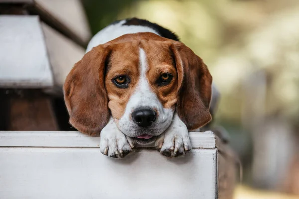 Beagle Portrait Park Bench — Stockfoto