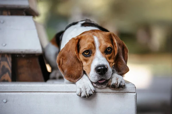 Beagle Porträt Auf Einer Parkbank — Stockfoto