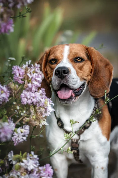 Hundebeagle Welpe Der Die Kamera Schaut Niedliche Rosa Lila Und — Stockfoto