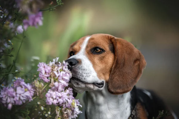 Großaufnahme Eines Beagle Hundes Der Einem Sommertag Auf Ein Grünes — Stockfoto