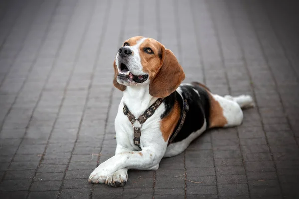 Close View Portret Van Een Verdrietige Overstuur Beagle — Stockfoto