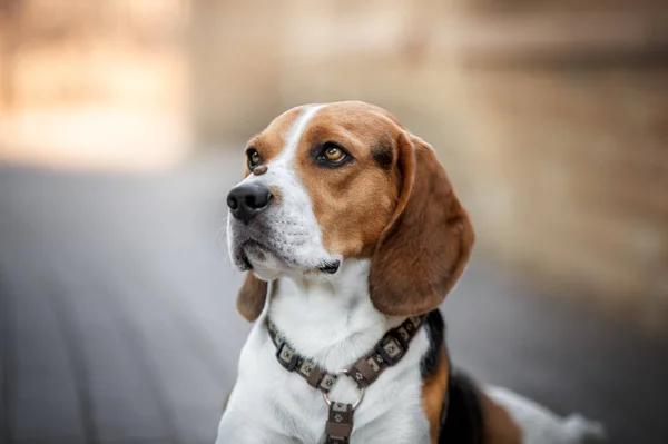 Funny beagle portrait. dog in the city