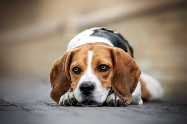 Beagle Dog Portrait Blick Die Kamera Auf Weißem Hintergrund — Stockfoto