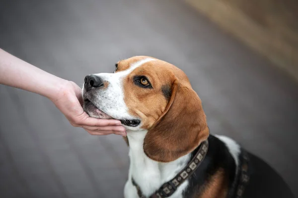Close-up of a Beagle dog and a man\'s hands stroking her head. Love, affection
