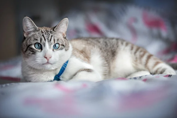 Кот Кровати — стоковое фото