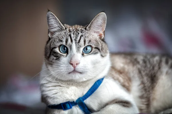 Портрет Кошки Глазами — стоковое фото