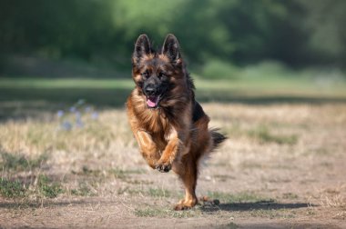 Alman çoban köpek çim üzerinde çalışan