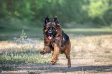 Alman çoban köpek çim üzerinde çalışan