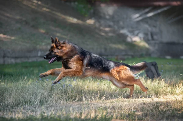 草地上跑的德国牧羊犬 — 图库照片