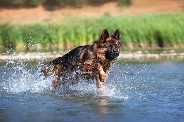 Γερμανικός Ποιμενικός Σκύλος Παίζει Νερό Πολλή Splash — Φωτογραφία Αρχείου