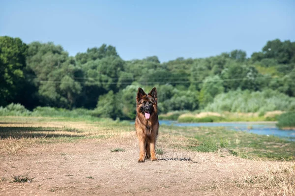 German Shepherd Park Summer — стокове фото