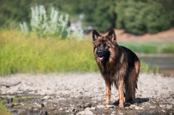 German Shepherd Stands Bank River — Φωτογραφία Αρχείου