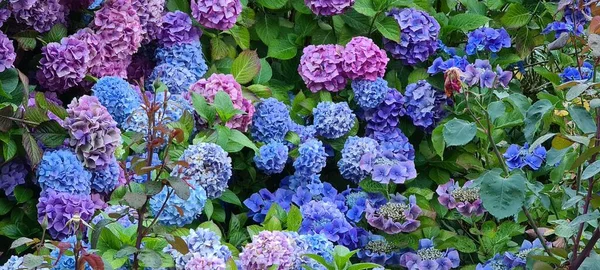 Kwitnące różowe, niebieskie, liliowe, fioletowe, fioletowe krzewy hortensji — Zdjęcie stockowe