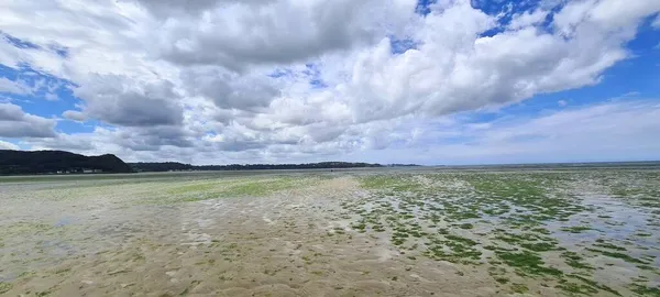 Saint Michel Greve Yakınlarında Yeşil Deniz Yosunlarıyla Kaplı Bir Sahil — Stok fotoğraf
