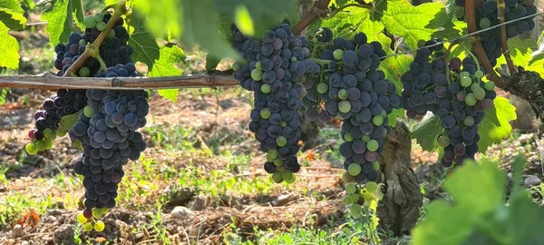 Grapes Growing Next Saint Emilion France — Stock Photo, Image