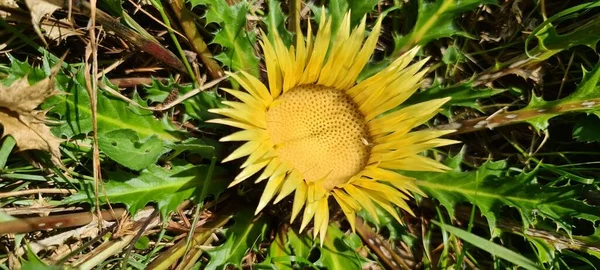 Pirenes Dağlarındaki Gavarnie Sirki Fransa — Stok fotoğraf