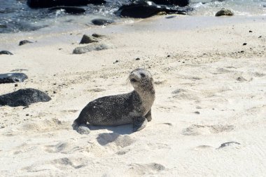 Mosquera Adası, Galapagos, Ekvador 'daki beyaz kumlu sahilde Deniz Aslanları