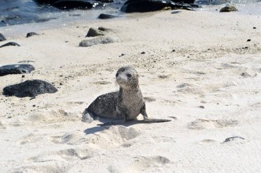 Mosquera Adası, Galapagos, Ekvador 'daki beyaz kumlu sahilde Deniz Aslanları