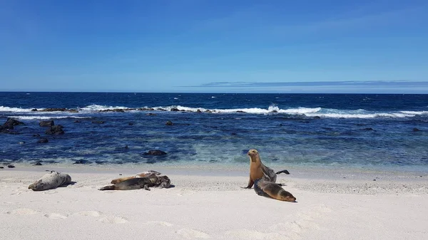 Sea Lions White Sandy Beach Mosquera Island Galapagos Ecuador — 图库照片
