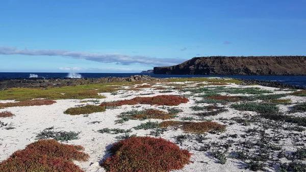 Mosquera Adası Galapagos Ekvador Beyaz Kumlu Bir Sahilde Kırmızı Bitkiler — Stok fotoğraf