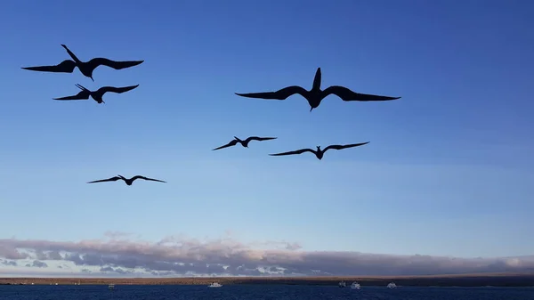 Silhouettes Magnificent Frigate Birds Flying Boat Sunset Galapagos Islands Ecuador — Stock Photo, Image