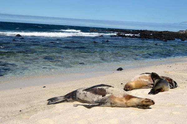 Zeeleeuwen Het Witte Zandstrand Van Mosquera Island Galapagos Ecuador — Stockfoto