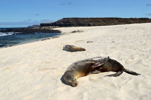 Leones Marinos Playa Arena Blanca Isla Mosquera Galápagos Ecuador — Foto de Stock