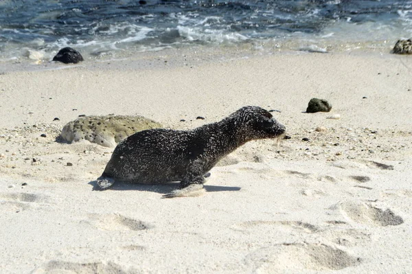 Zeeleeuwen Het Witte Zandstrand Van Mosquera Island Galapagos Ecuador — Stockfoto