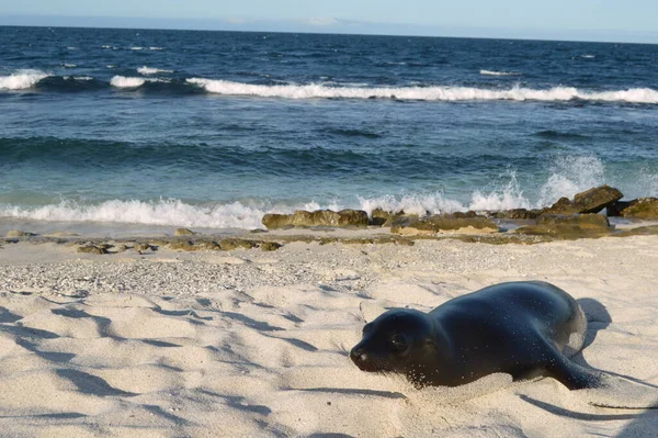 Leões Marinhos Praia Areia Branca Ilha Mosquera Galápagos Equador — Fotografia de Stock