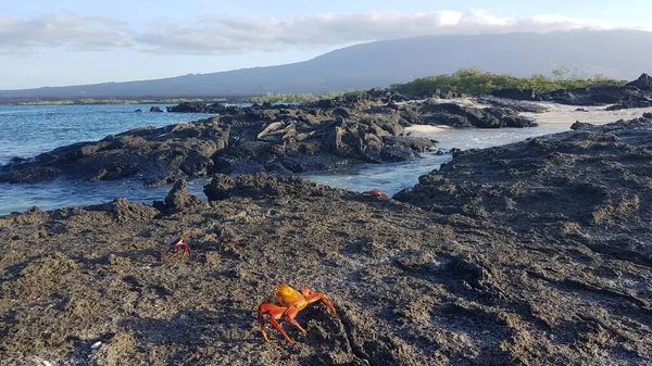 Fernandina Adası Galapagos Siyah Kayalıklarda Kırmızı Yengeç — Stok fotoğraf