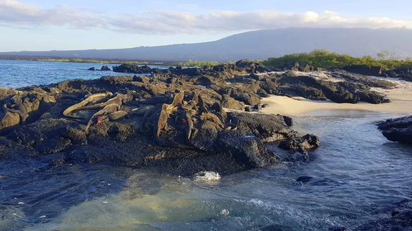 Deniz Iguanaları Siyah Taşların Üzerinde Güneşleniyorlar Galapagos — Stok fotoğraf
