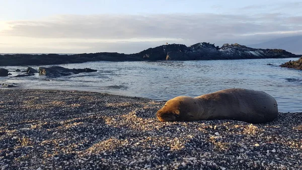 ガラパゴスのフェルナンディナ島の黒い岩の上に浮かぶアシカ — ストック写真