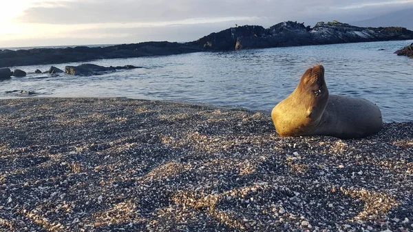 Sea Lion Pup Hanging Out Black Rocks Fernandina Island Galapagos — Fotografia de Stock