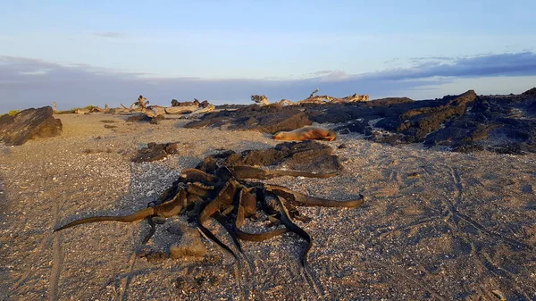 Cachorro Leão Marinho Iguanas Marinhas Penduradas Rochas Negras Ilha Fernandina — Fotografia de Stock