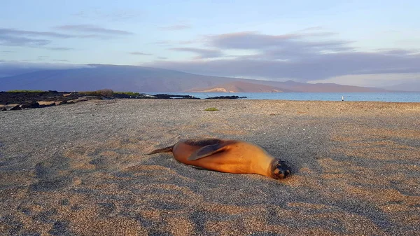 Sea Lion Pup Hanging Out Black Rocks Fernandina Island Galapagos — Fotografia de Stock