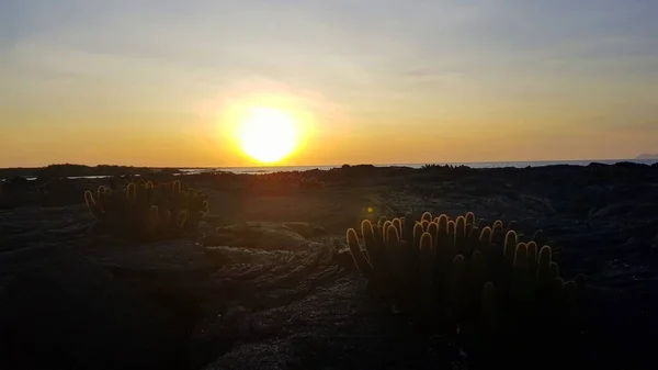 Lava Cactus Black Rocks Sunset Fernandina Island Galapagos — Zdjęcie stockowe