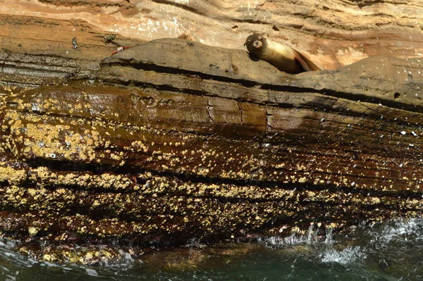 León Marino Yaciendo Roca Las Islas Galápagos Ecuador — Foto de Stock