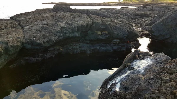 Marine Iguanas Red Genger Sea Lion Black Stone Santiago Galapagos — 스톡 사진