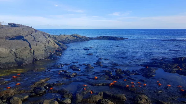 Sally Lightfoot Crabs Black Rocks Santiago Galapagos Islands Ecuador — 스톡 사진