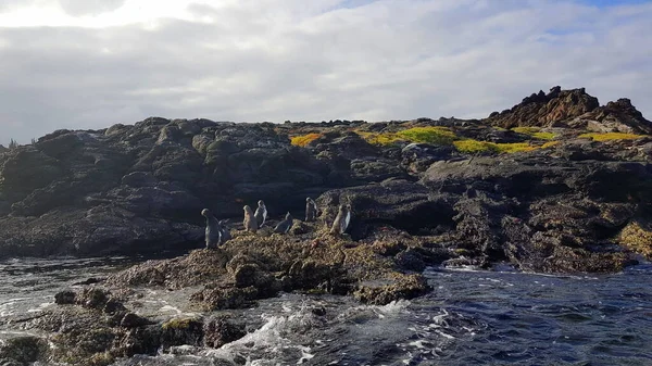 Groupe Pingouins Galapagos Debout Sur Rocher Îles Galapagos Équateur — Photo