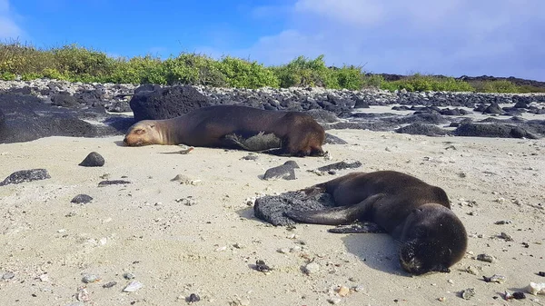 Leões Marinhos Uma Mãe Filhote Cachorro Praia Branca Ilha Santiago — Fotografia de Stock