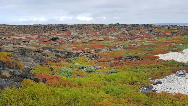 Colorata Vegetazione Sull Isola Cappello Cinese Galapagos — Foto Stock