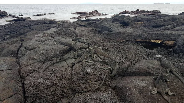 Iguanas Marines Sur Pierres Noires Santiago Îles Galapagos Équateur — Photo