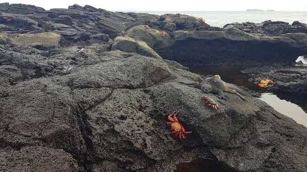 Sally Crabes Aux Pieds Légers Iguane Marin Sur Des Rochers — Photo