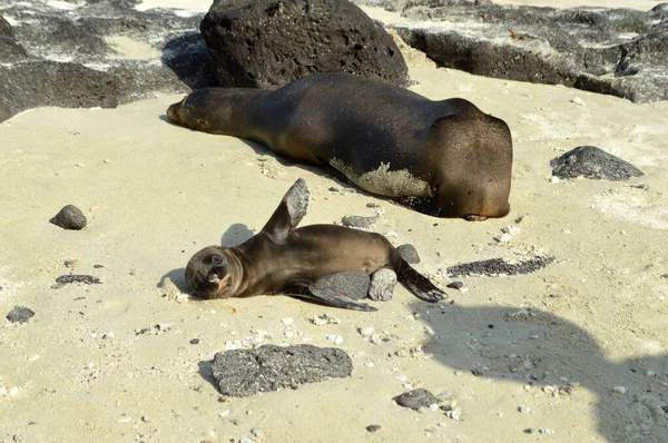 Sea Lions Mother Pup White Beach Santiago Island Galapagos — Fotografia de Stock