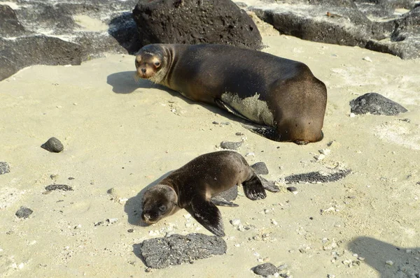 Leones Marinos Una Madre Cachorro Playa Blanca Isla Santiago Galápagos — Foto de Stock