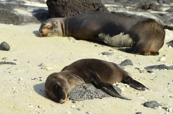 Leones Marinos Una Madre Cachorro Playa Blanca Isla Santiago Galápagos — Foto de Stock